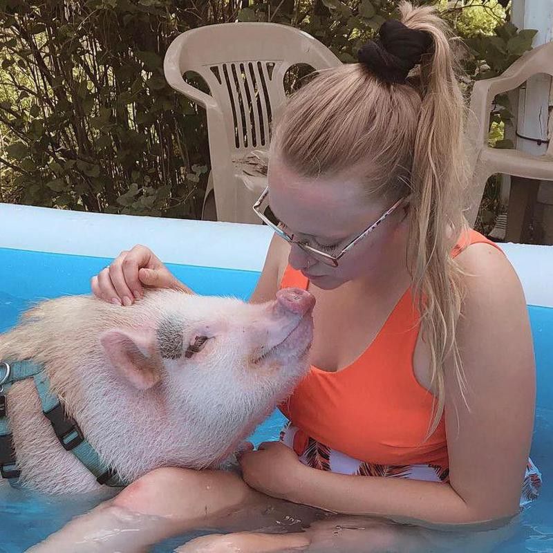 Pet pig in pool