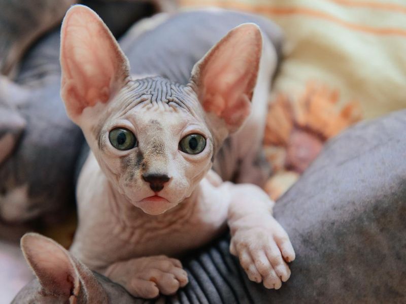 Peterbald cat lying with his brothers