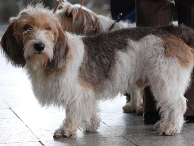 Petit Basset Griffon Vendéen, a small shaggy dog breed