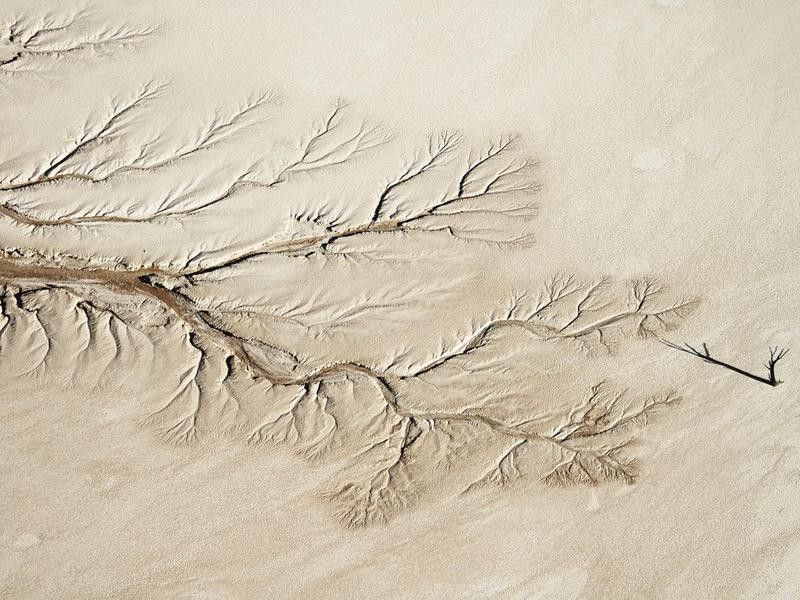 Petrified trees in Namibia