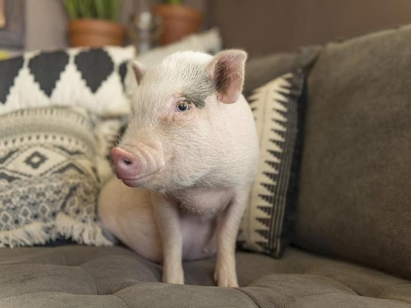 Pig sitting on couch