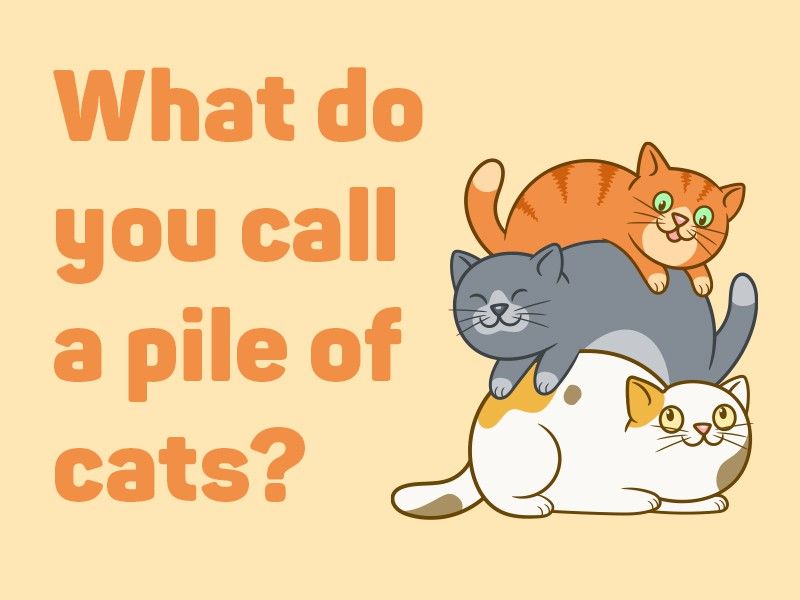 Pile of cats