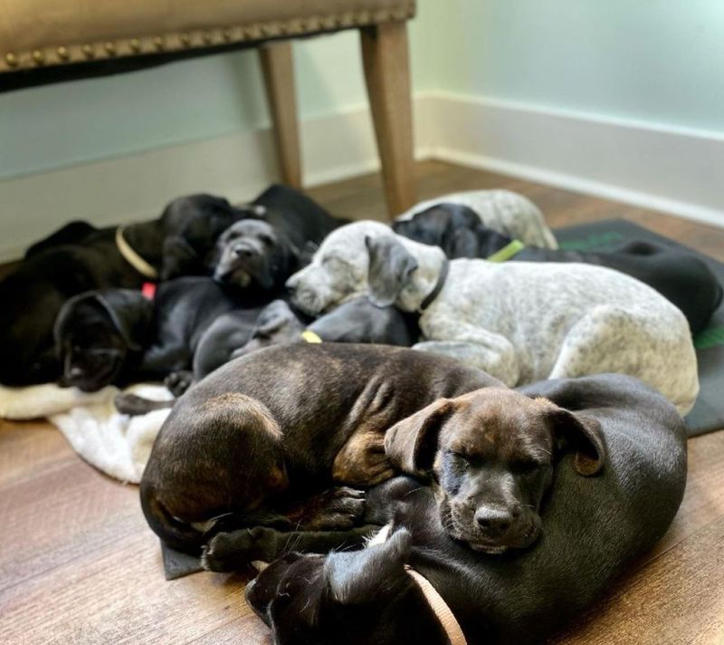 Pile of puppies sleeping