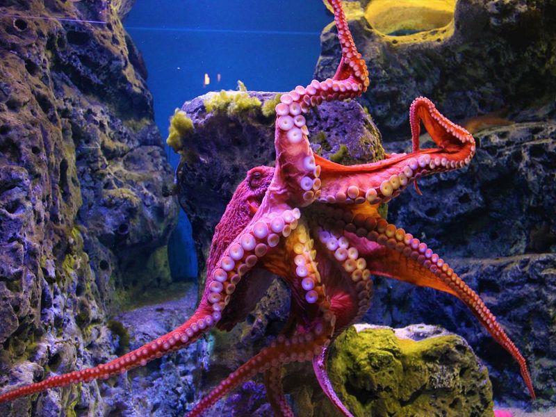 Pink octopus swimming