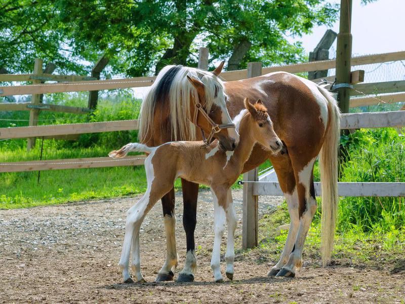 Pinto Arabian horses - mare and newborn foal