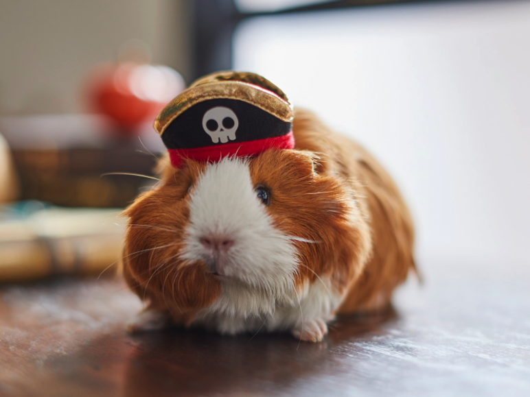 pirate guinea pig