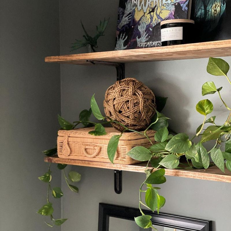 Plants on cloffice shelves