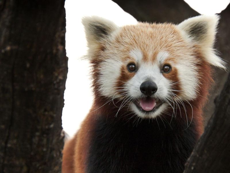 Playful red panda comes in for closer look