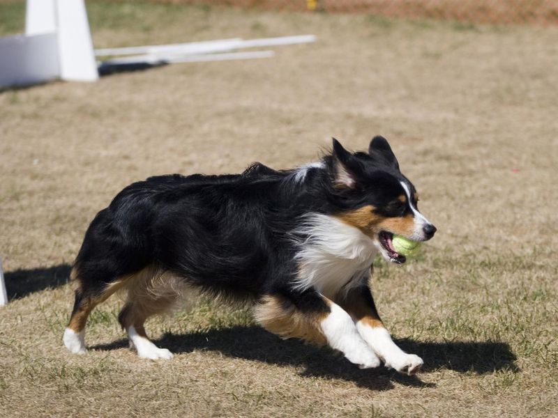 Playing Flyball