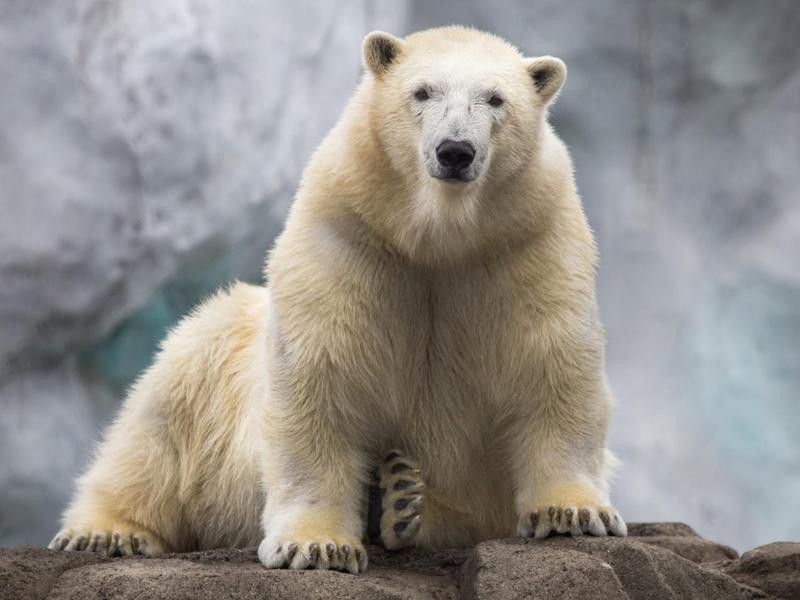 Polar bear in zoo