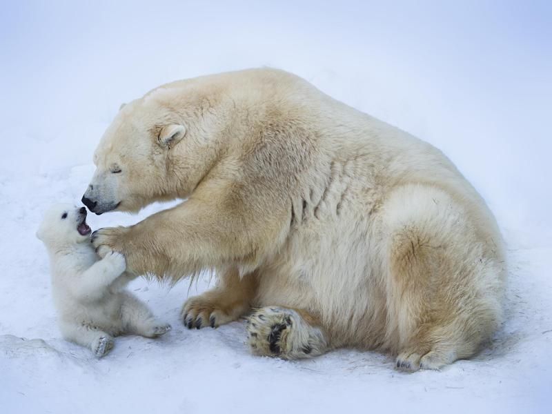 Polar Bear mom with cub