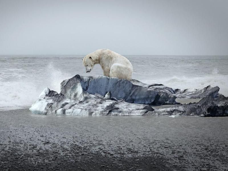 Polar bear on the floe