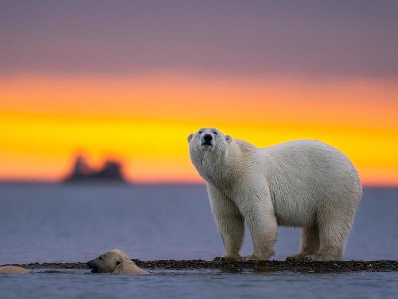 Polar Bears Swimming