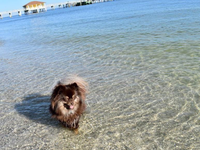 Pomeranian playing in the water