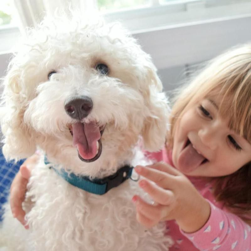 Poodle and little girl