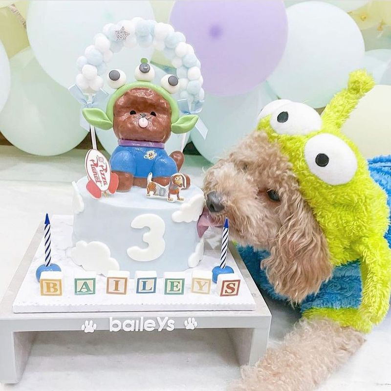 Poodle eating dog birthday cake