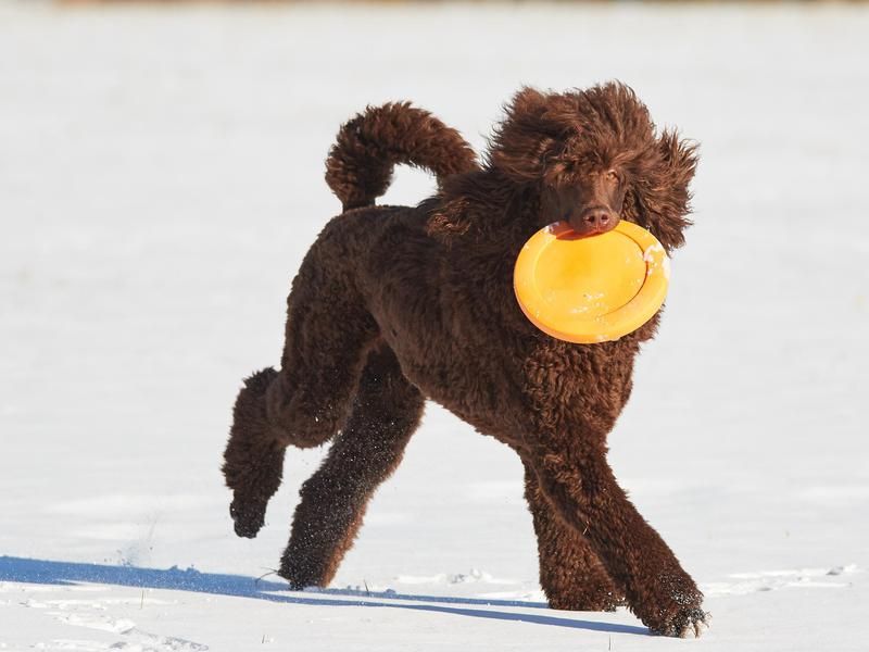 Poodle with a frisbee