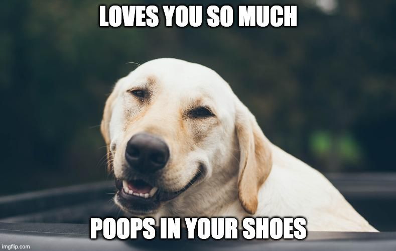 poop in your shoes