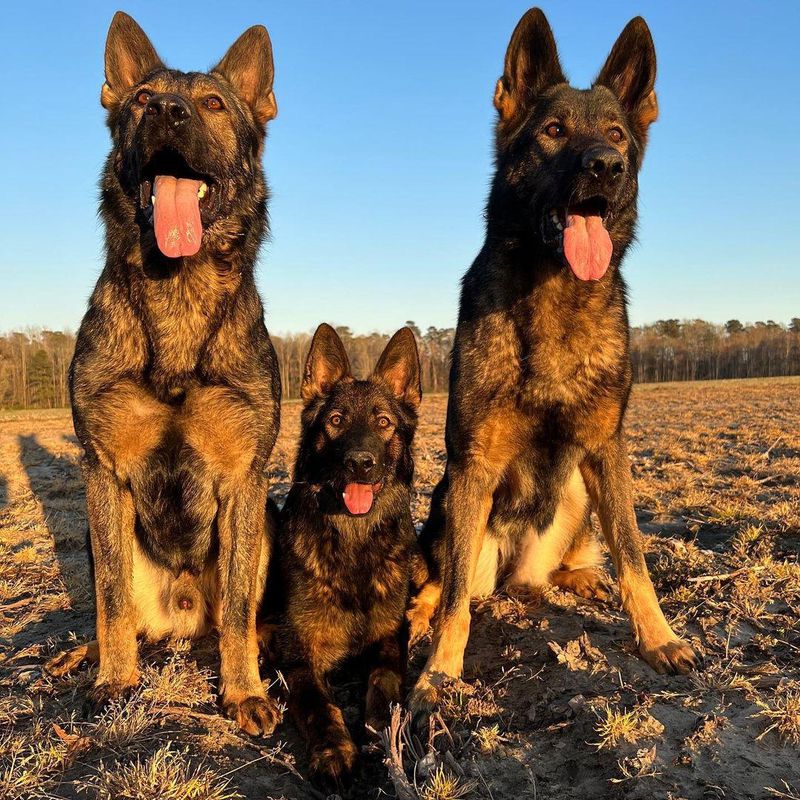 Popular German Shepherds: Jade, Jasper, and Jet
