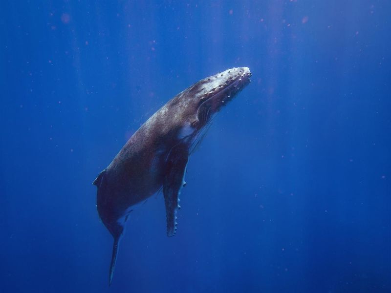 Portrait of a whale
