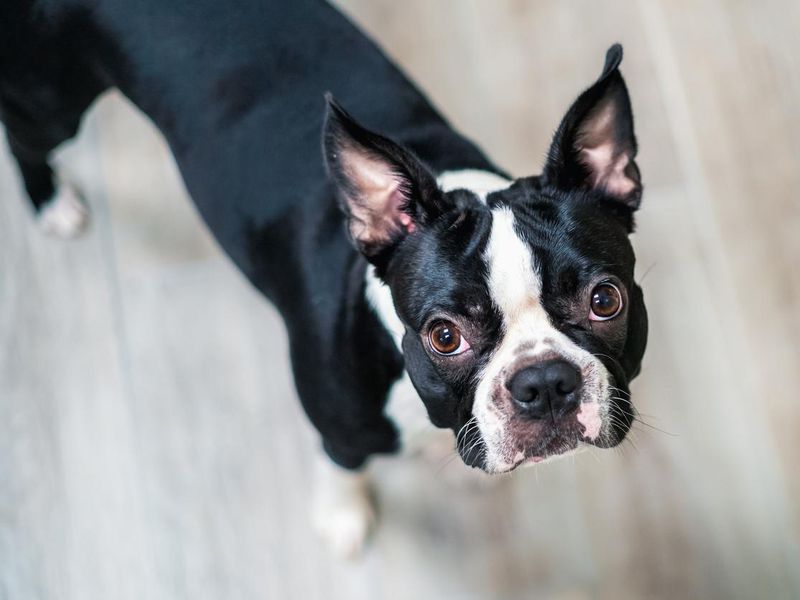 Portrait of a young Boston Terrier