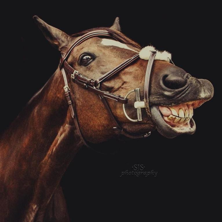 Portrait of Horse Smiling