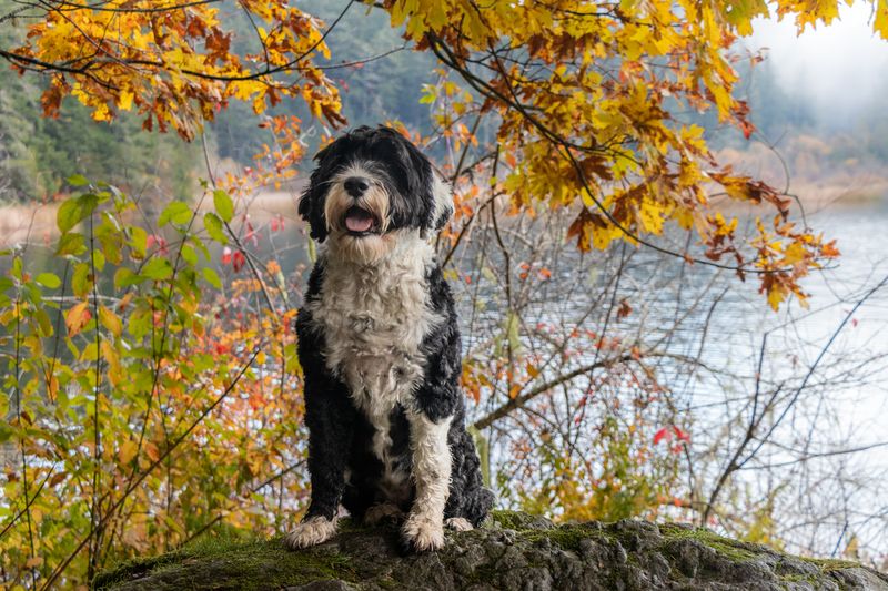 Portuguese water dog sitting by a lake