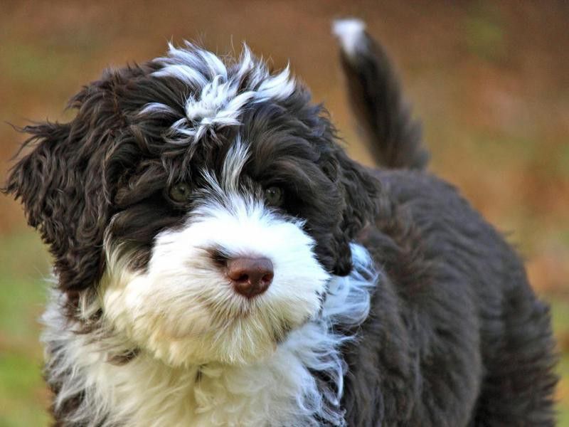 portuguese water dog