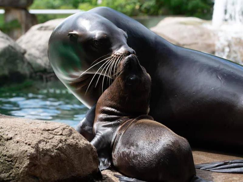 PPG Aquarium Seals