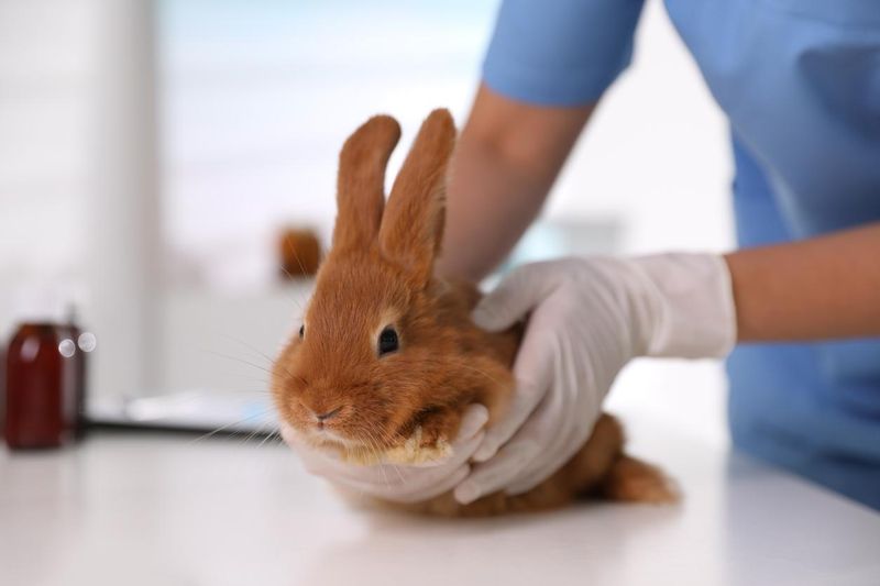 Professional veterinarian examining bunny in clinic