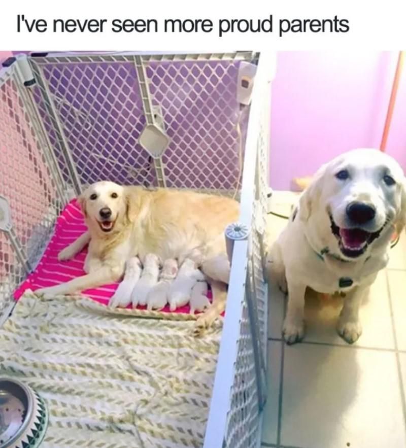 Proud dog parents
