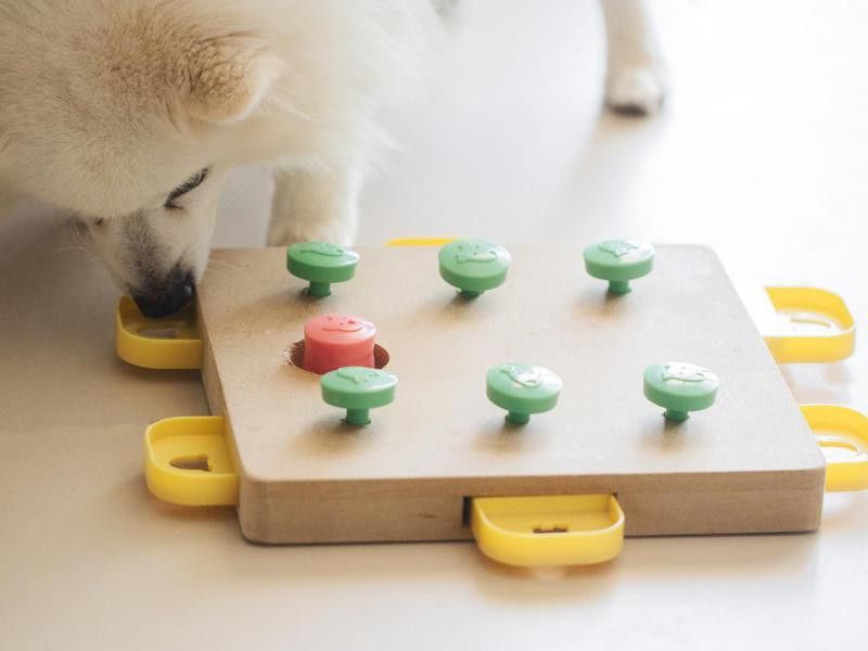 Provide Puzzle Food Toys