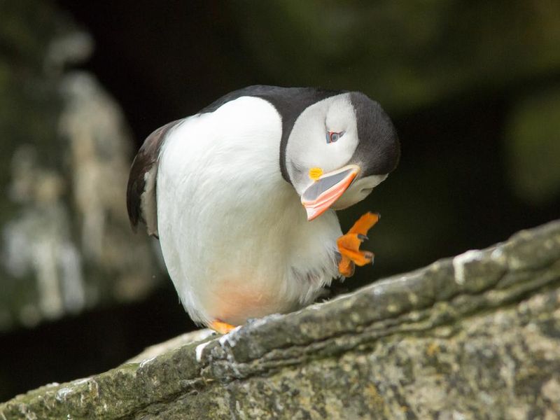 Puffin scratching, fun facts about animals