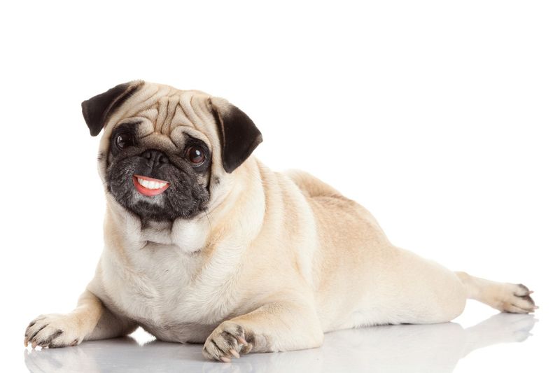 Pug dog with dentures and a huge smile