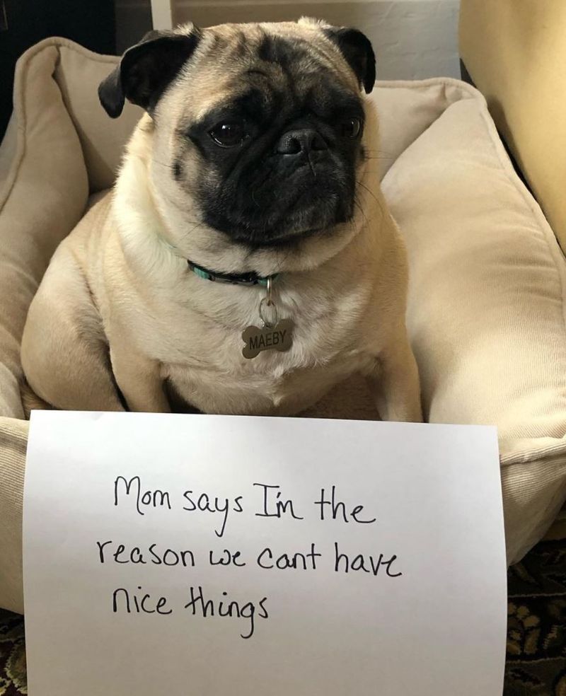 Pug gets in trouble