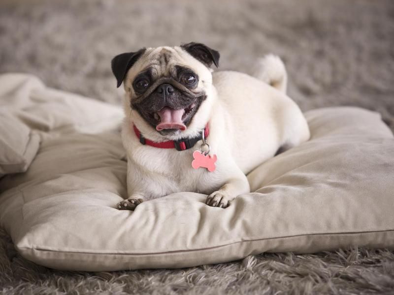 Pug resting on pillow