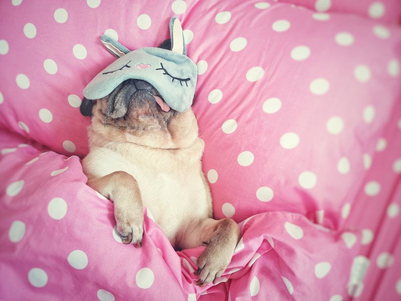 Pug sleeping with funny mask in bed