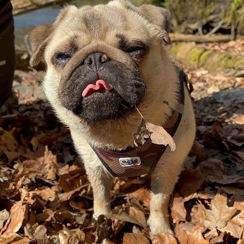 Pug with its tongue out