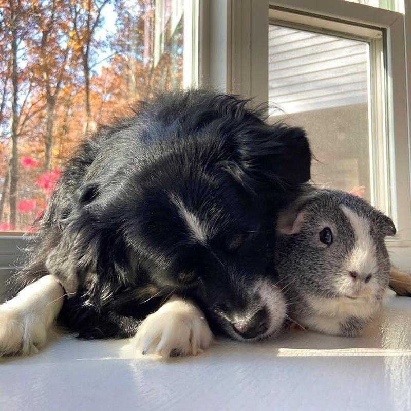 Pup and guinea pig