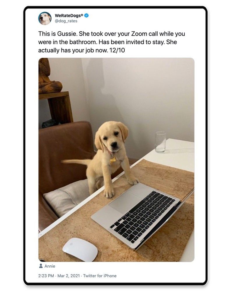Puppy with a laptop