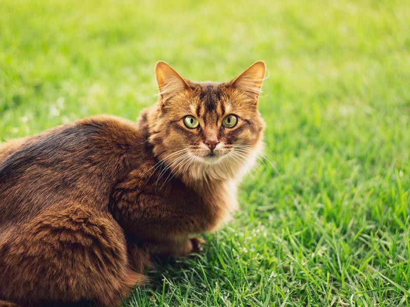Purebred Somali cat in the grass