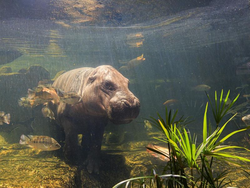 Pygmy hippos swimming