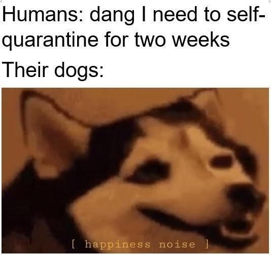 Quarantine dog