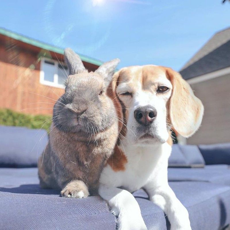 Rabbit and beagle