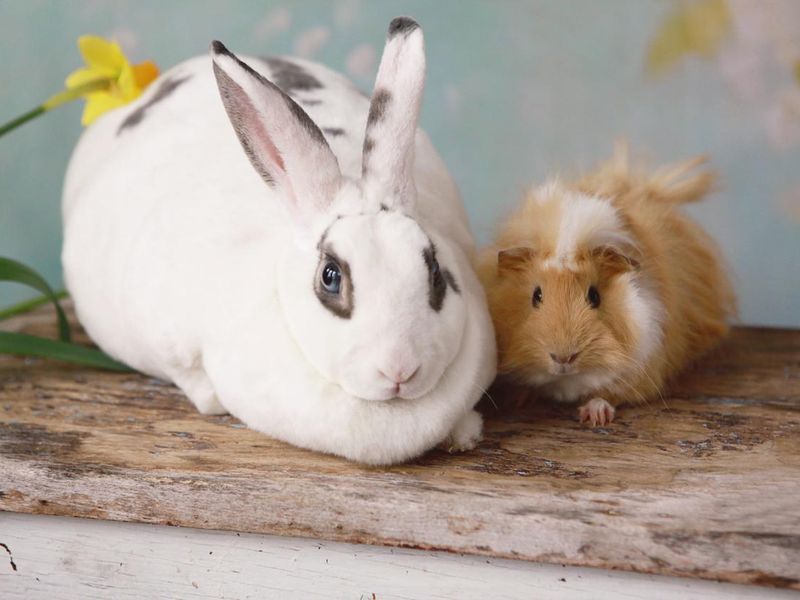 Rabbit and guinea pig friends
