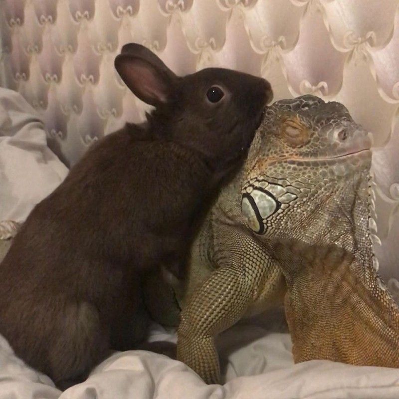 Rabbit and iguana