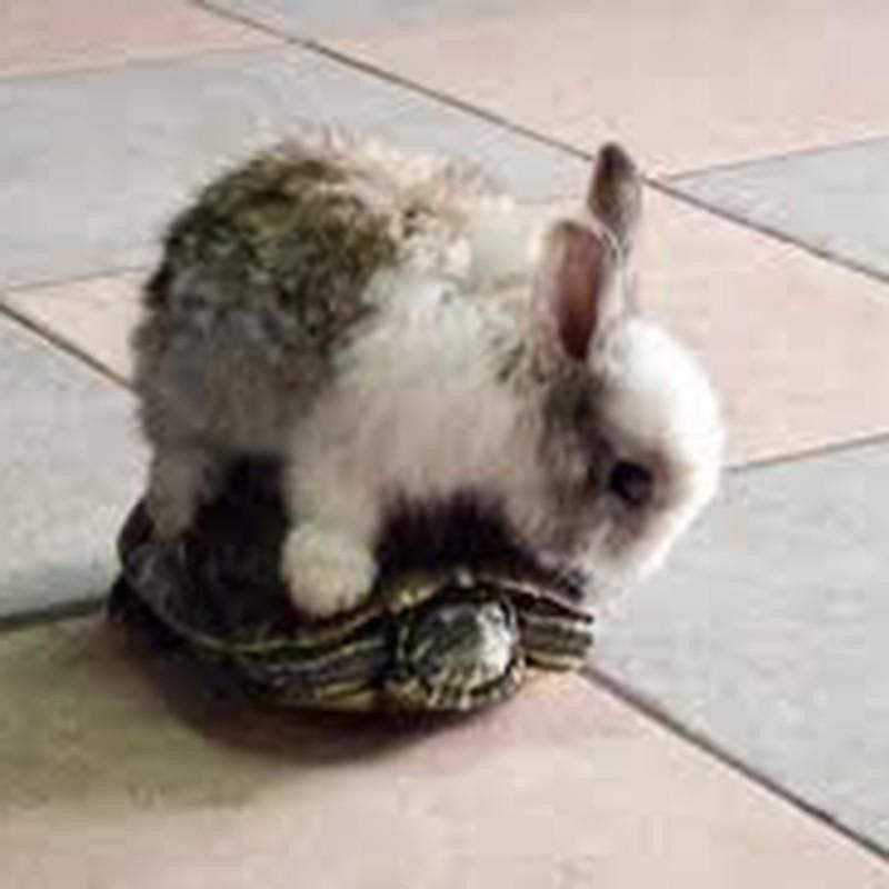 Rabbit and turtle