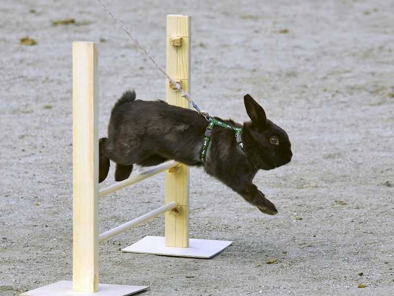 Rabbit  jumps through the barrier