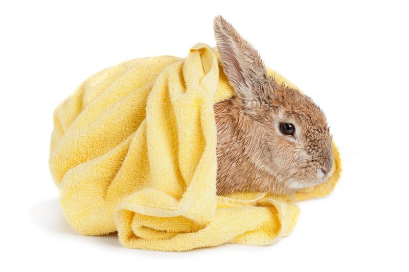 Rabbit wrapped in towel after bath