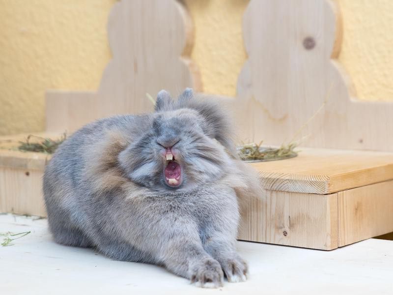 rabbit yawning